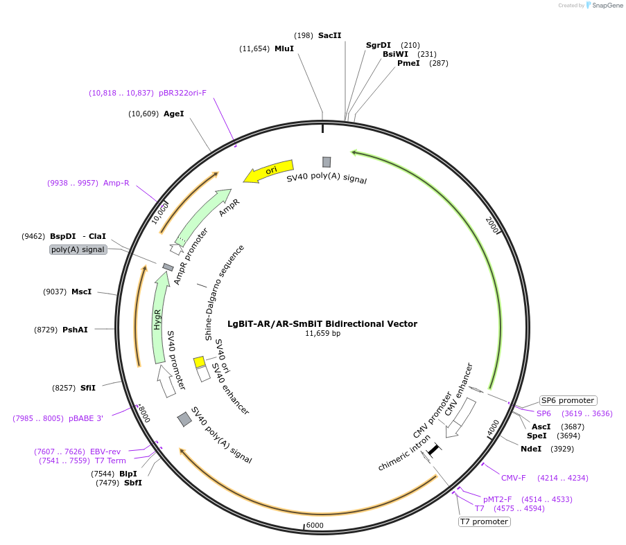 237155-plasmid-map-sequence-id-473378