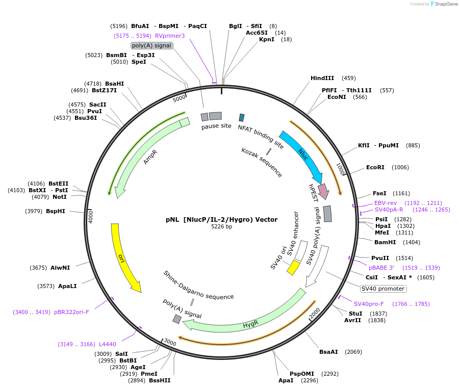 236918-plasmid-map-sequence-id-473379