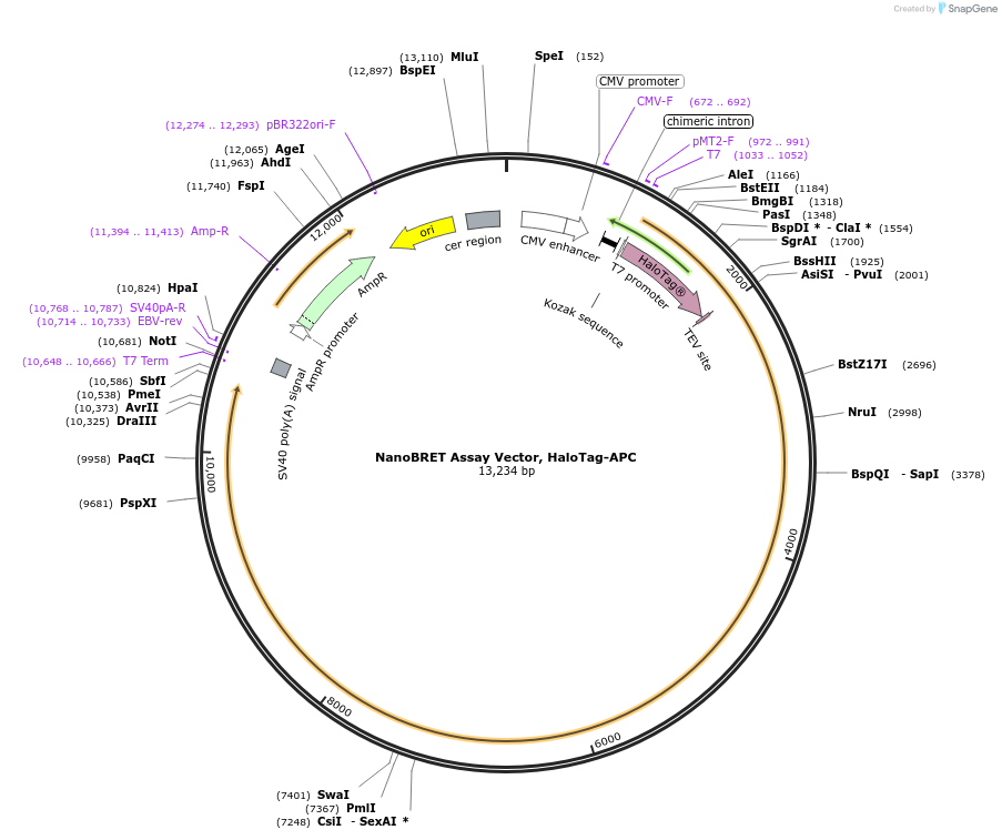 237145-plasmid-map-sequence-id-473380