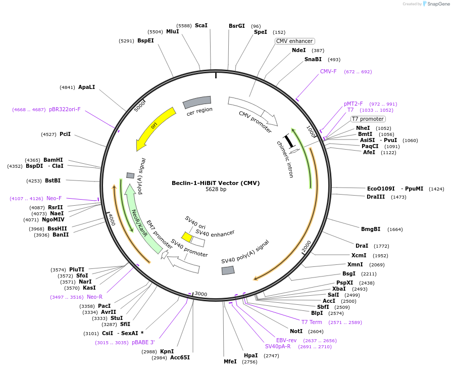 236899-plasmid-map-sequence-id-473381