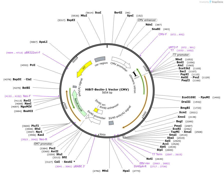236900-plasmid-map-sequence-id-473382