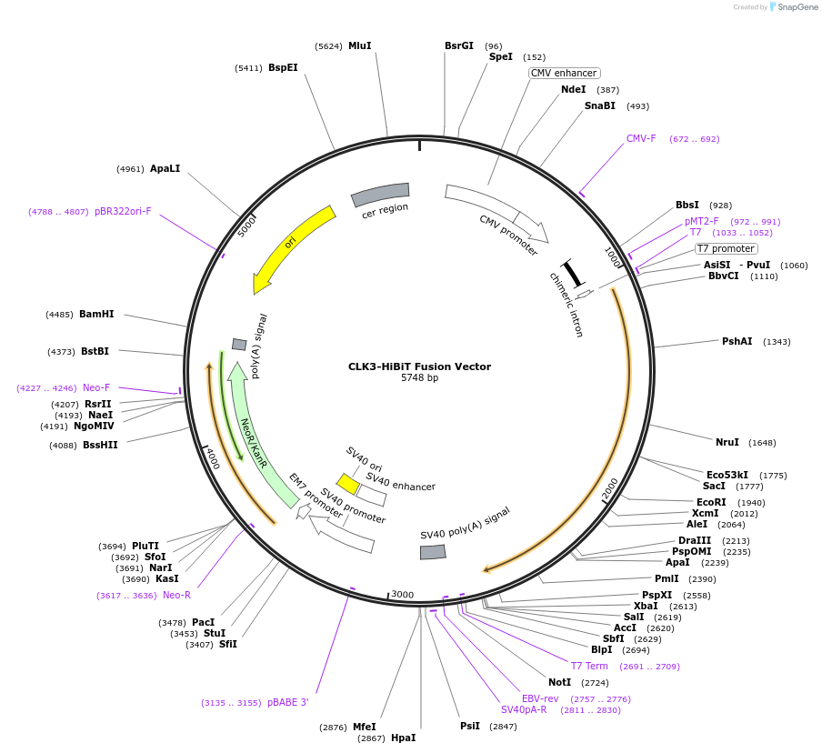 236903-plasmid-map-sequence-id-473383