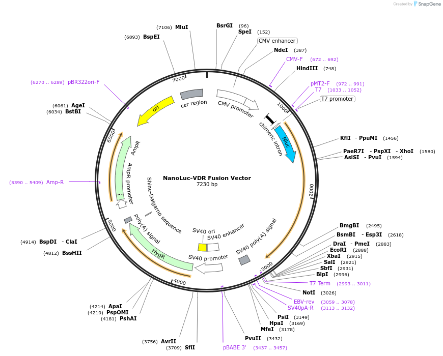 236957-plasmid-map-sequence-id-473385