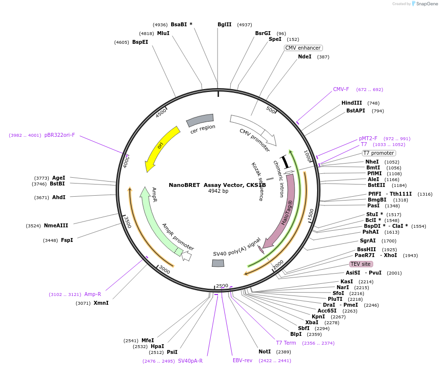 237151-plasmid-map-sequence-id-473386