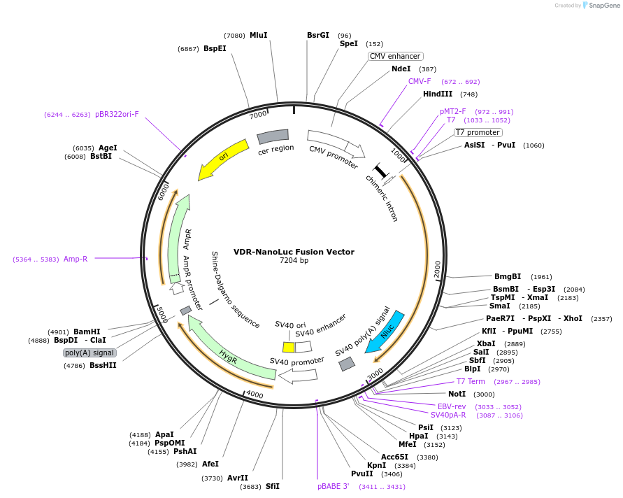 236958-plasmid-map-sequence-id-473388