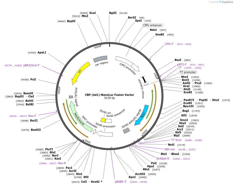 236945-plasmid-map-sequence-id-473389