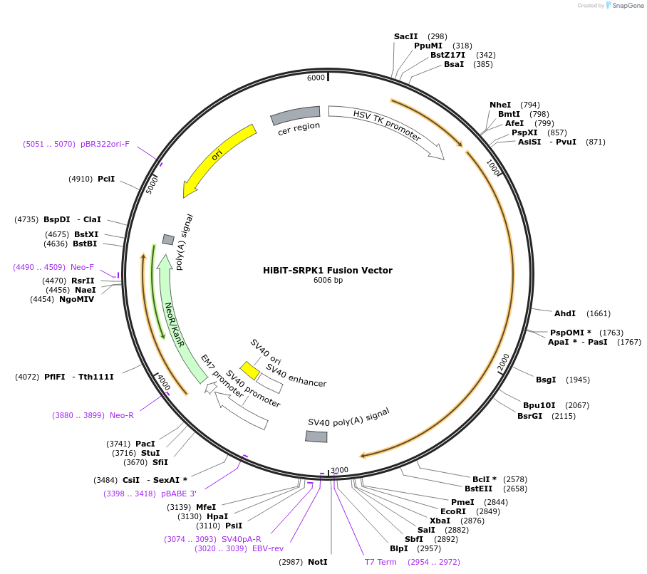 236908-plasmid-map-sequence-id-473390