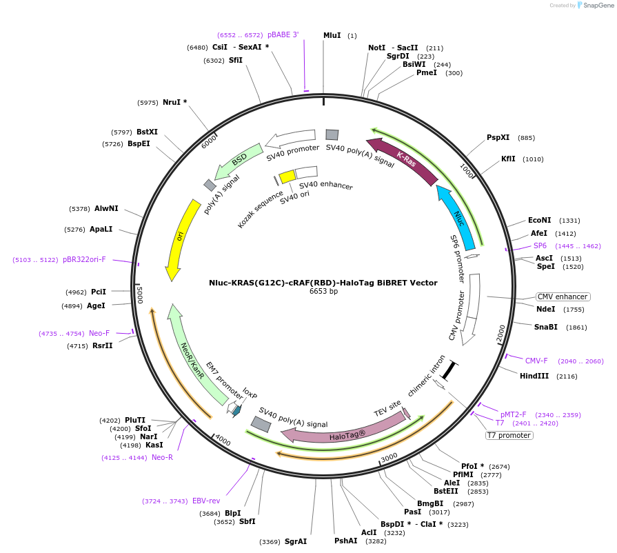 236869-plasmid-map-sequence-id-473392
