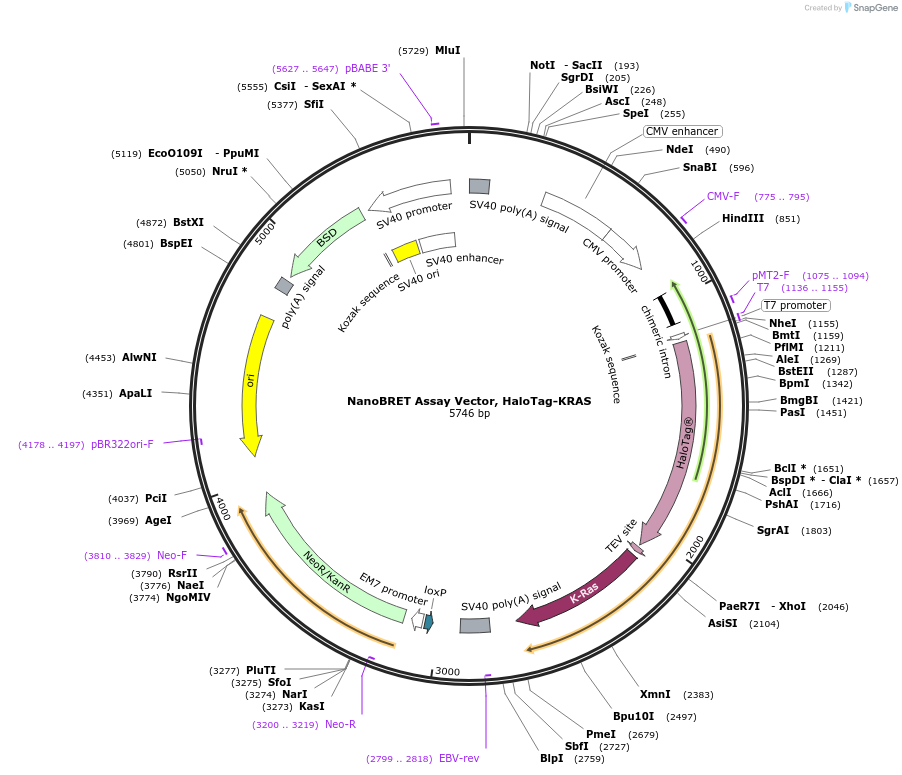 236871-plasmid-map-sequence-id-473394