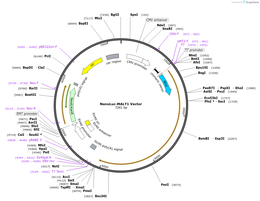 236936-plasmid-map-sequence-id-473401