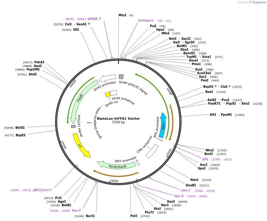 236970-plasmid-map-sequence-id-473402