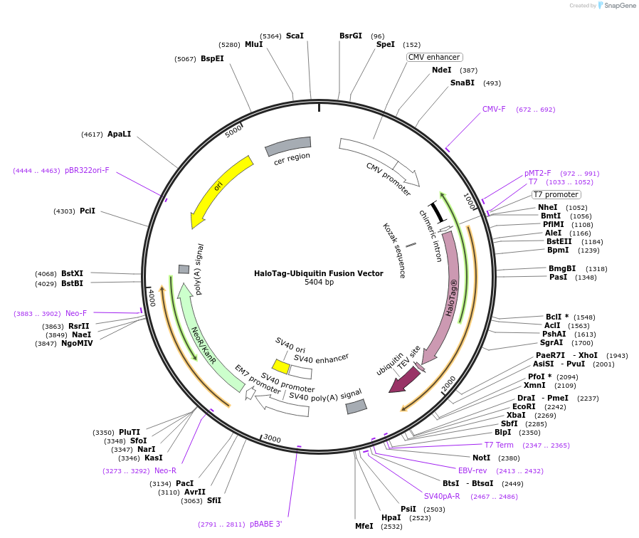 236943-plasmid-map-sequence-id-473403