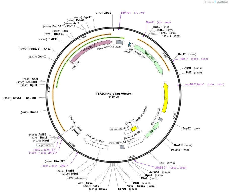 236940-plasmid-map-sequence-id-473404