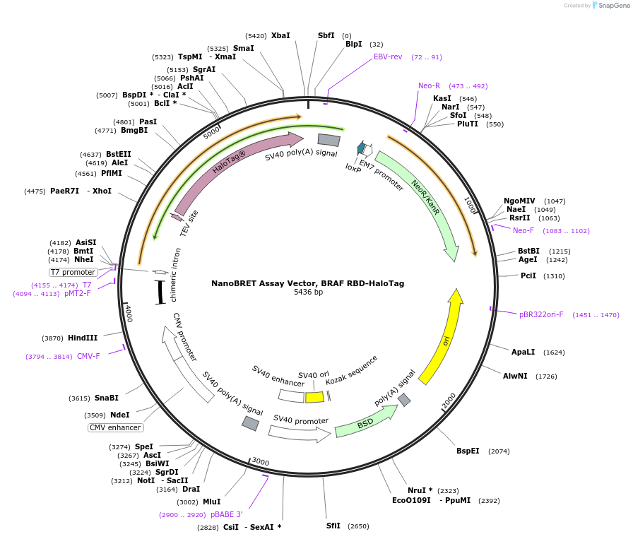 236879-plasmid-map-sequence-id-473406