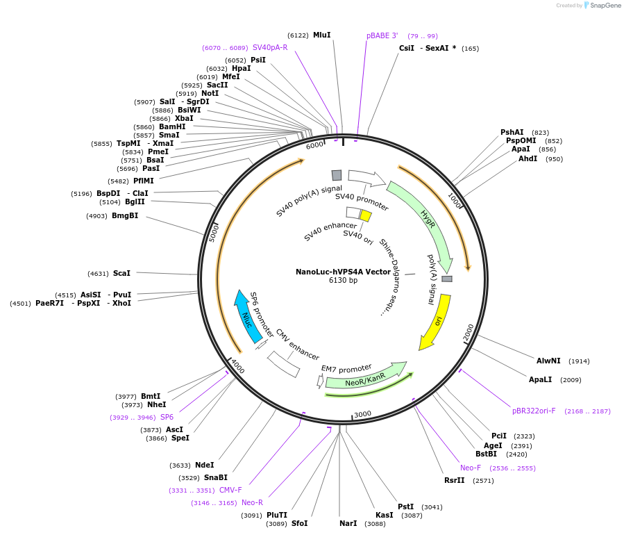 236980-plasmid-map-sequence-id-473407