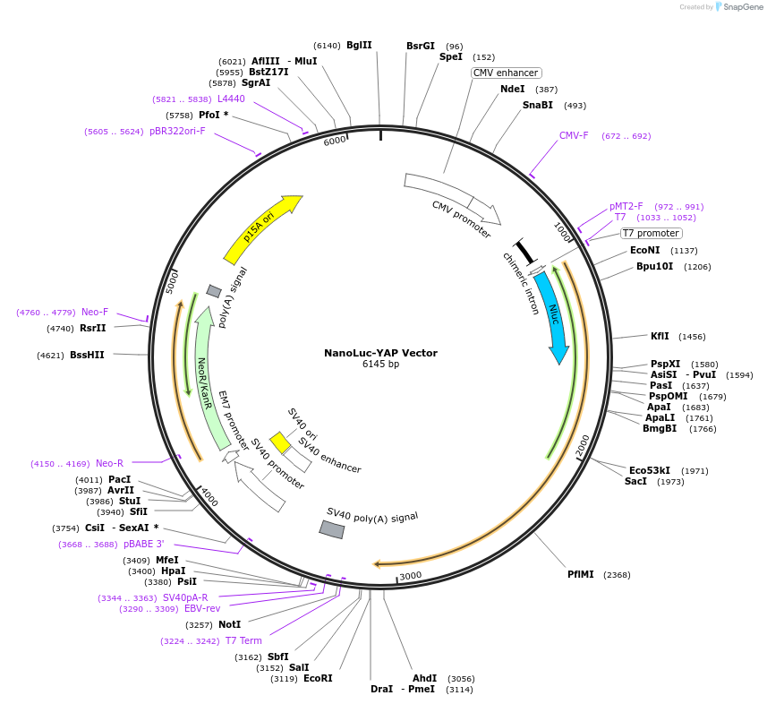 236938-plasmid-map-sequence-id-473409