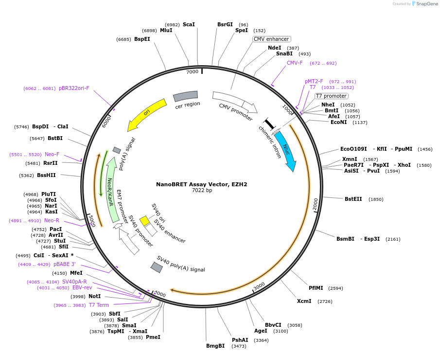 236934-plasmid-map-sequence-id-473410