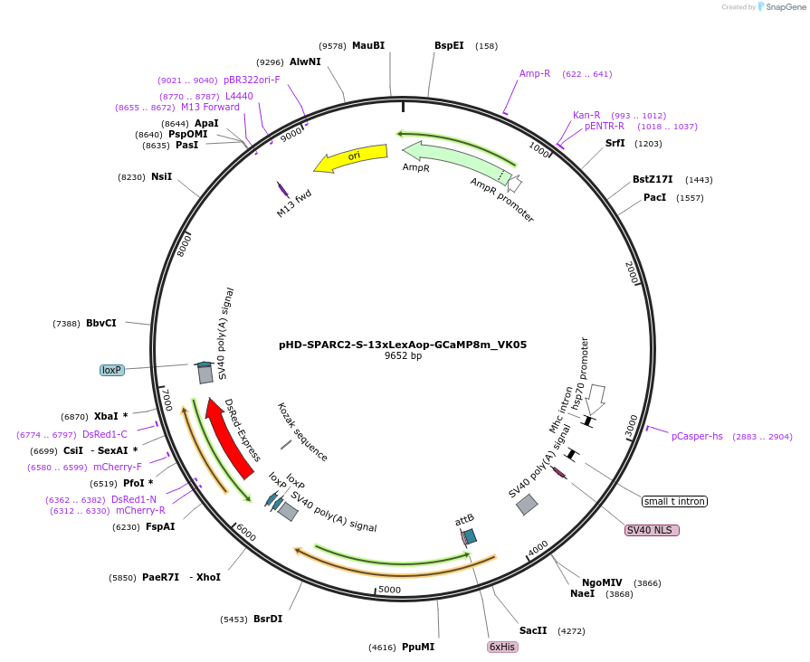 238557-plasmid-map-sequence-id-473411