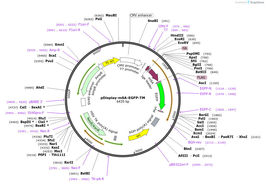39863-plasmid-map-sequence-id-473419