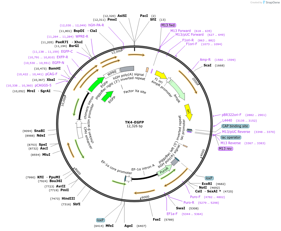 239047-plasmid-map-sequence-id-473421