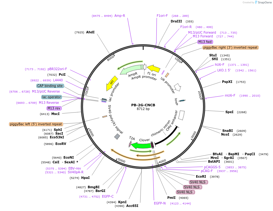 236764-plasmid-map-sequence-id-473439