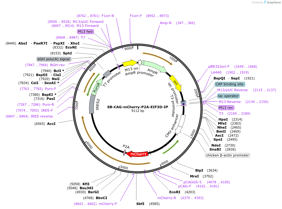 236769-plasmid-map-sequence-id-473442