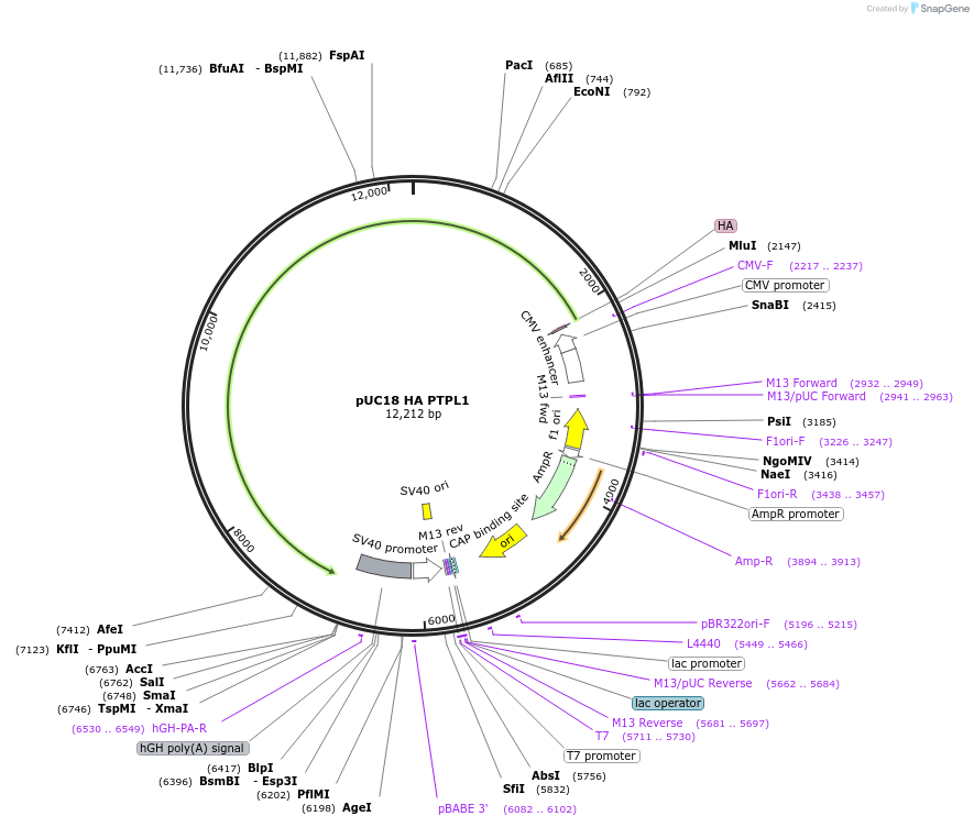 237335-plasmid-map-sequence-id-473445