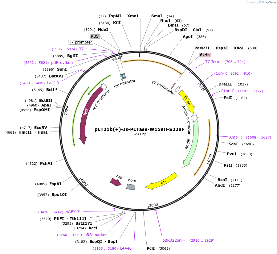 112203-plasmid-map-sequence-id-473446
