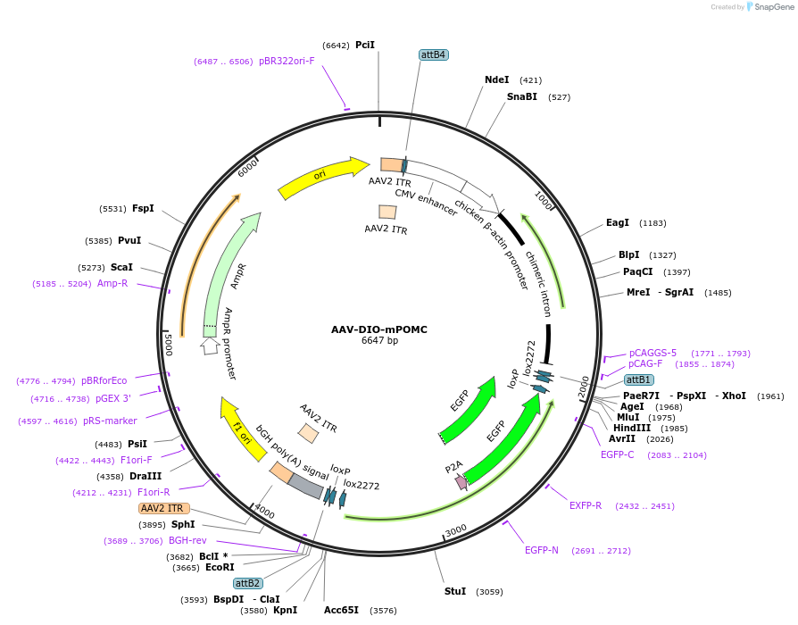 239042-plasmid-map-sequence-id-473451