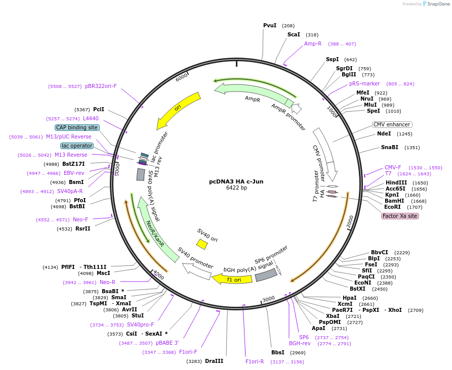 237333-plasmid-map-sequence-id-473477