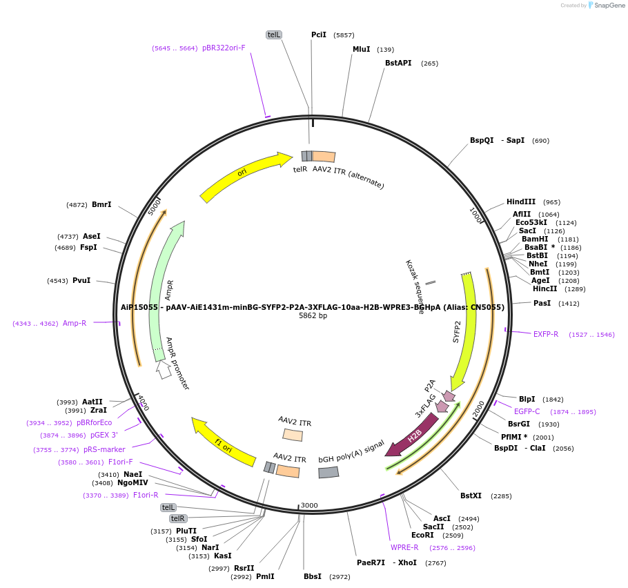 230345-plasmid-map-sequence-id-473478