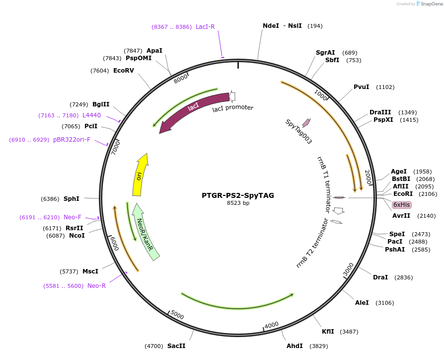 237443-plasmid-map-sequence-id-473479