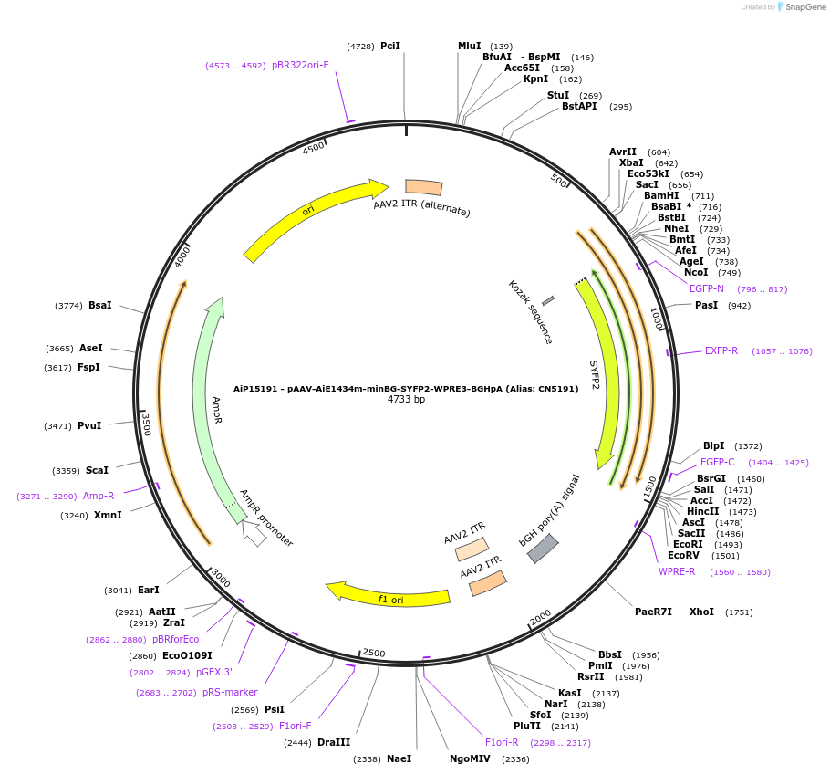 230346-plasmid-map-sequence-id-473480