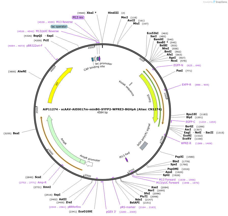 230173-plasmid-map-sequence-id-473481