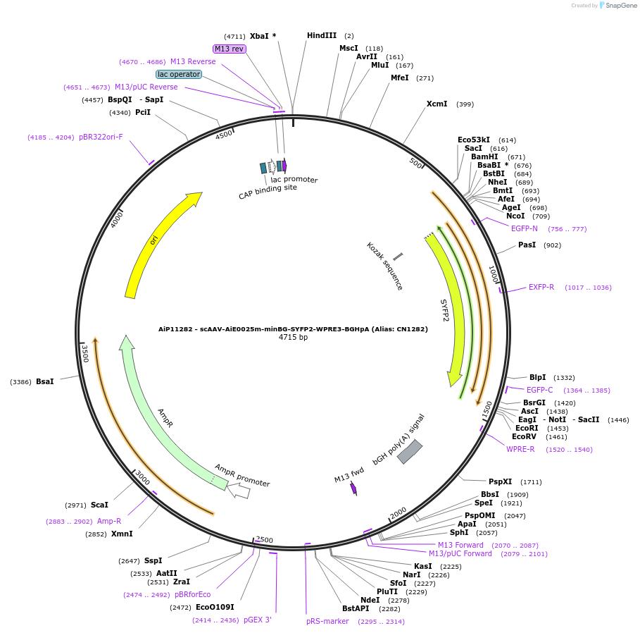 230174-plasmid-map-sequence-id-473482