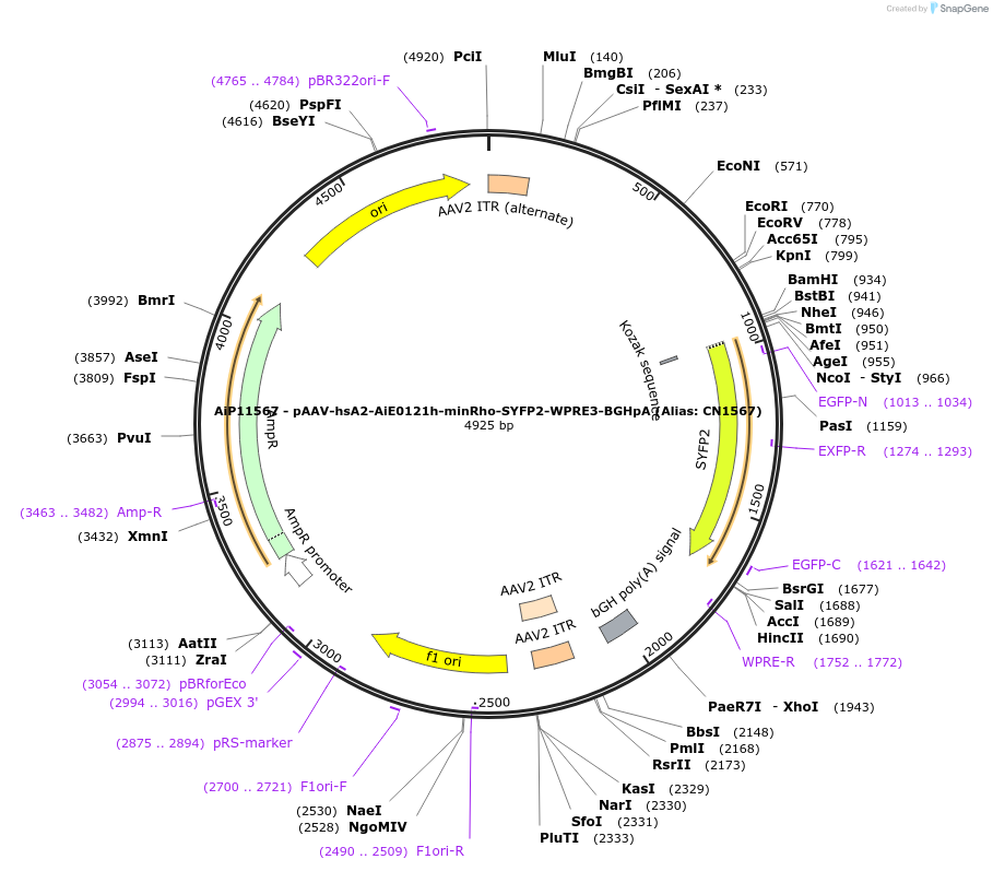 230177-plasmid-map-sequence-id-473485