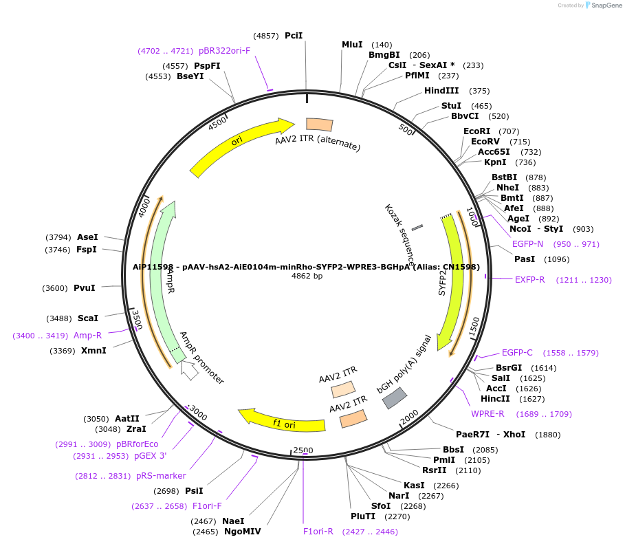 230178-plasmid-map-sequence-id-473486