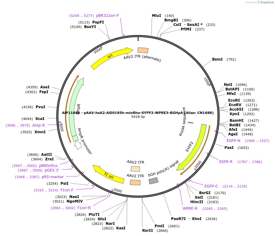 230180-plasmid-map-sequence-id-473489
