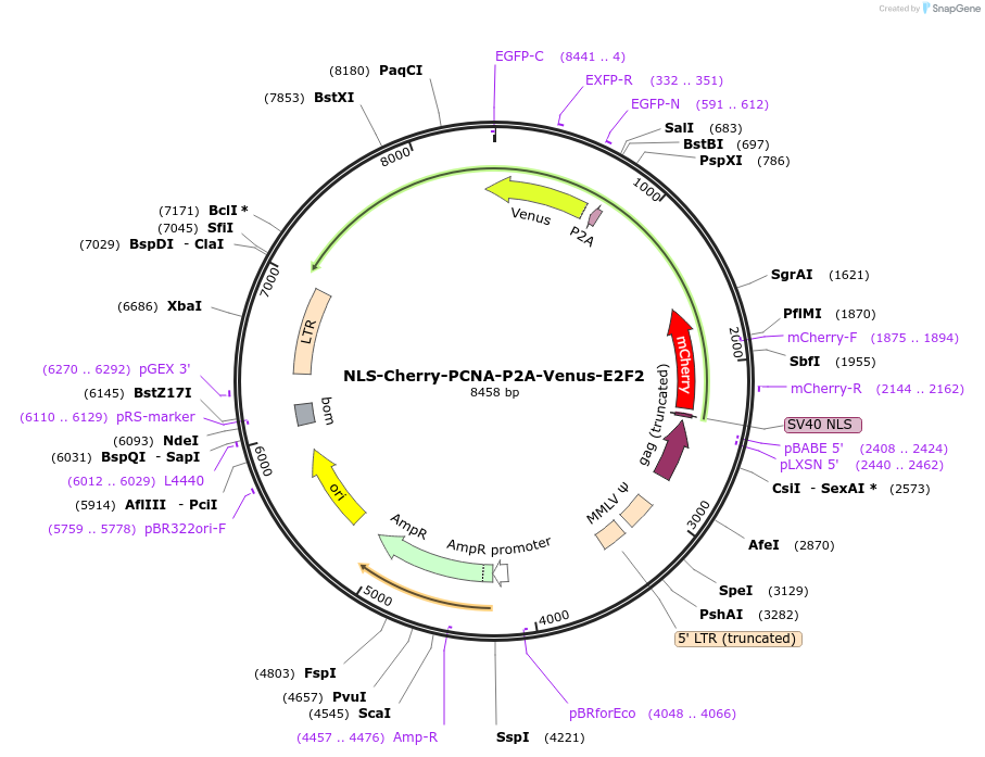 236447-plasmid-map-sequence-id-473499