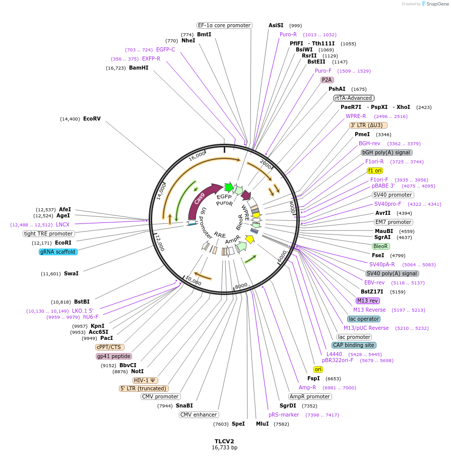 87360-plasmid-map-sequence-id-473508