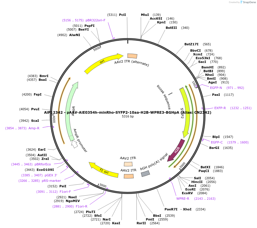 230205-plasmid-map-sequence-id-473511
