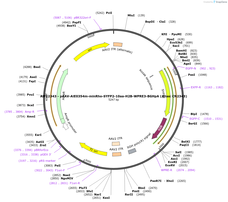 230206-plasmid-map-sequence-id-473513