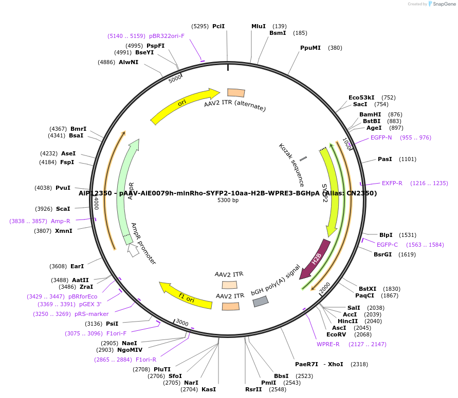 230207-plasmid-map-sequence-id-473514