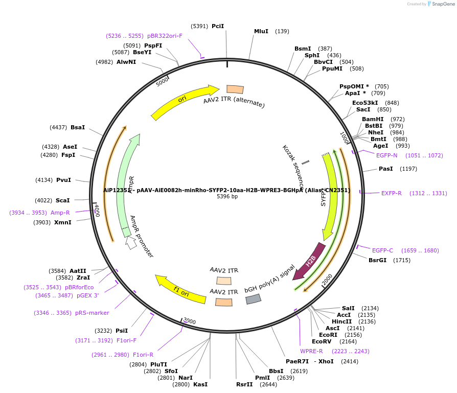 230208-plasmid-map-sequence-id-473515