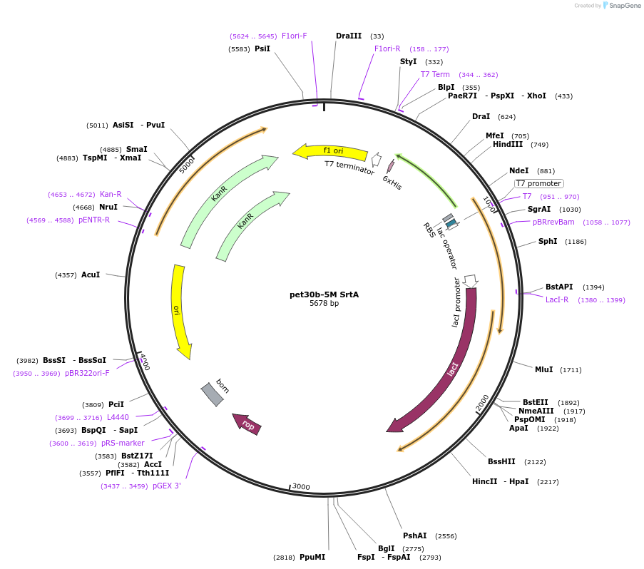51140-plasmid-map-sequence-id-473516