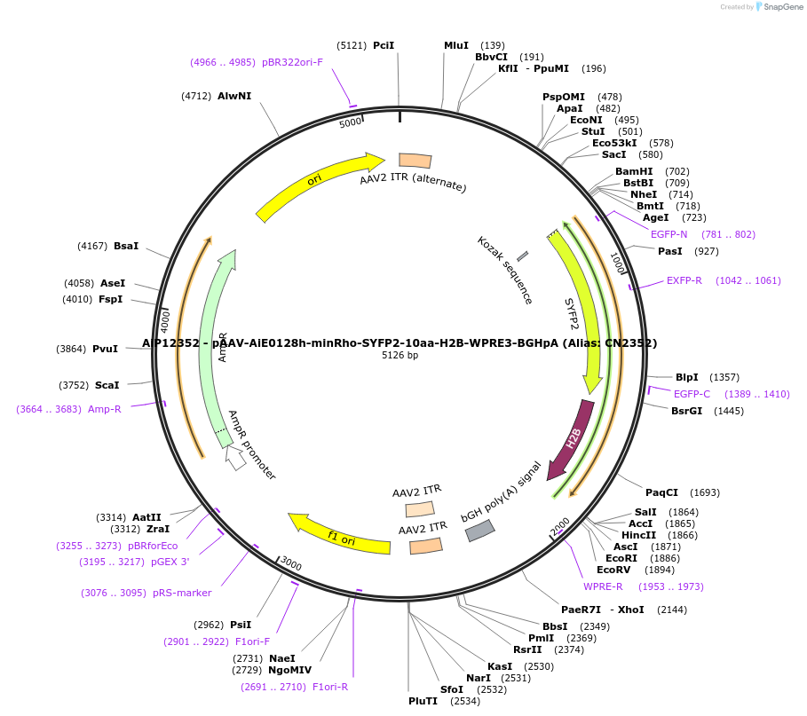230209-plasmid-map-sequence-id-473517