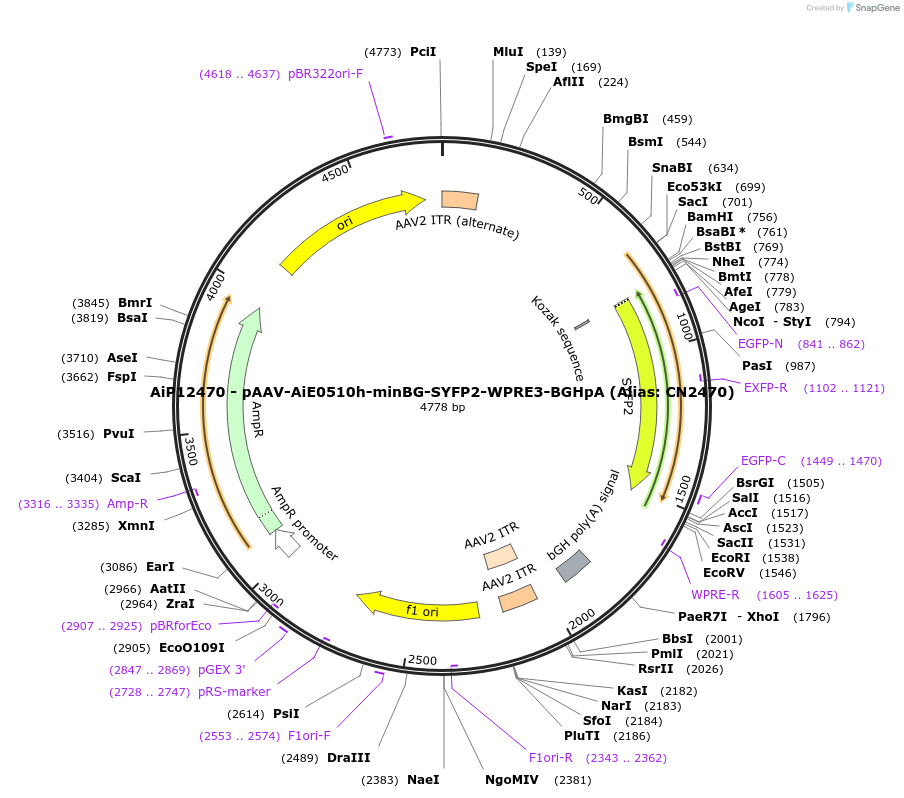 230213-plasmid-map-sequence-id-473522