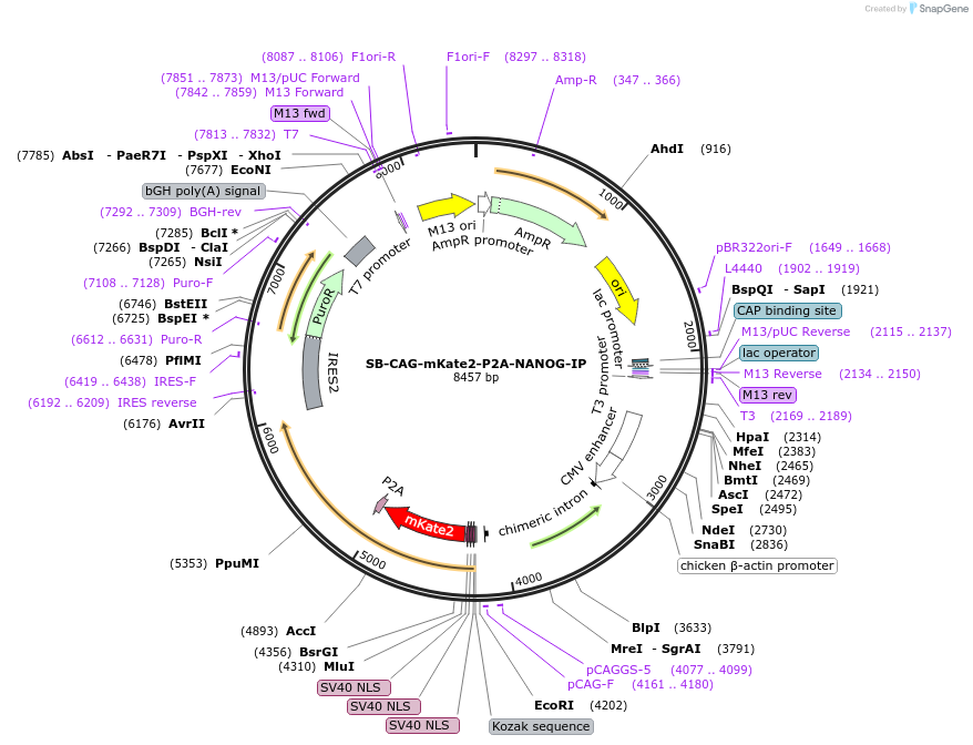236768-plasmid-map-sequence-id-473524