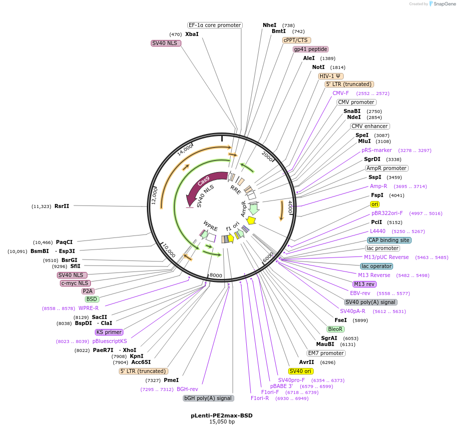 191102-plasmid-map-sequence-id-473528