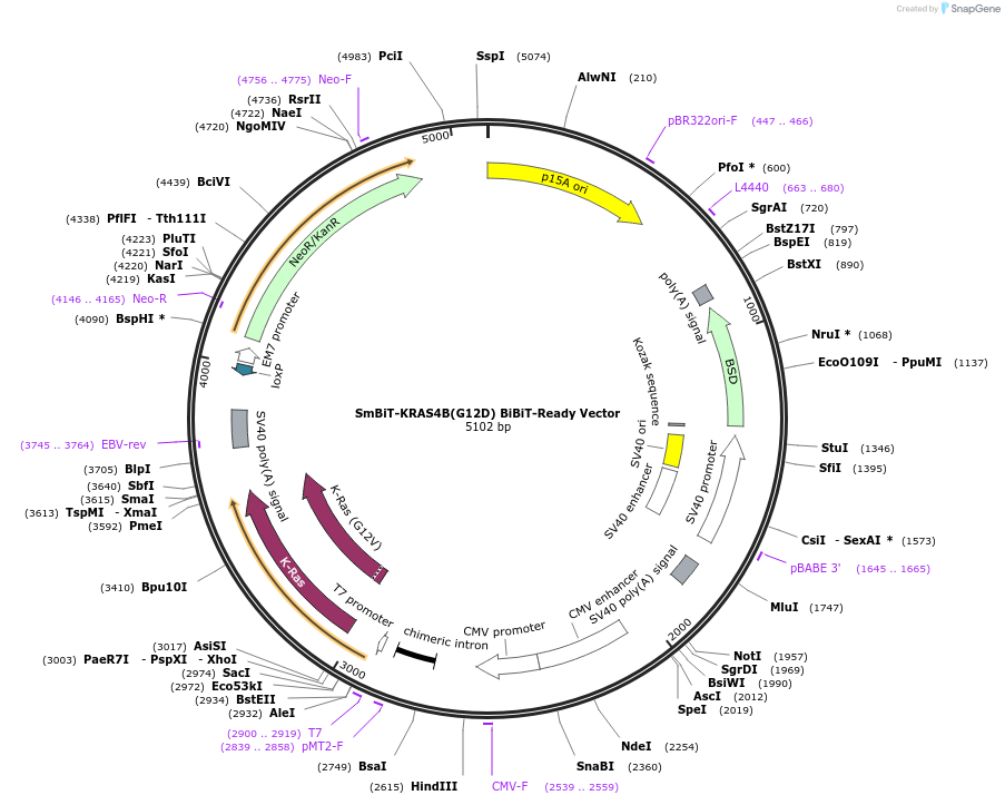 236798-plasmid-map-sequence-id-473530